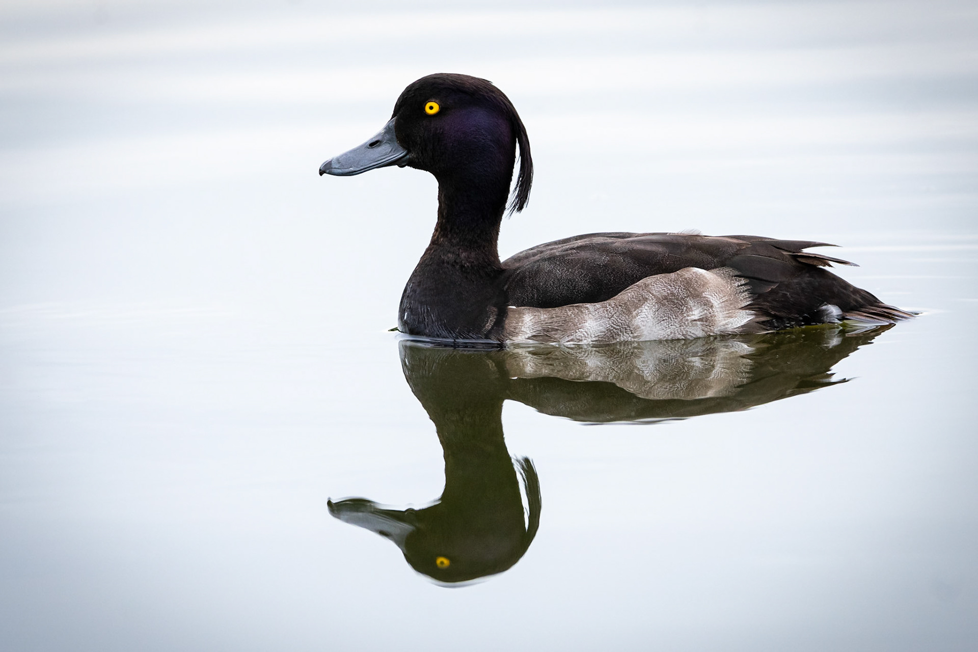 Tufted Duck