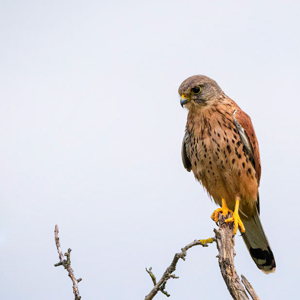 Kestrel