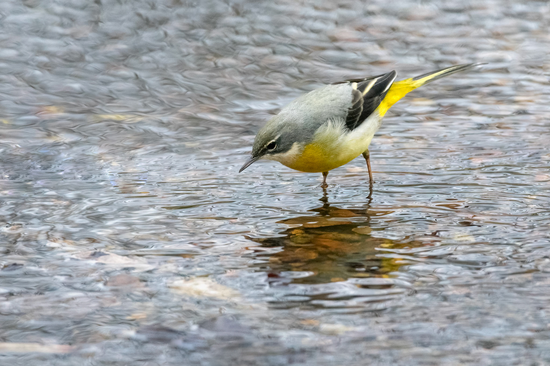 Grey Wagtail