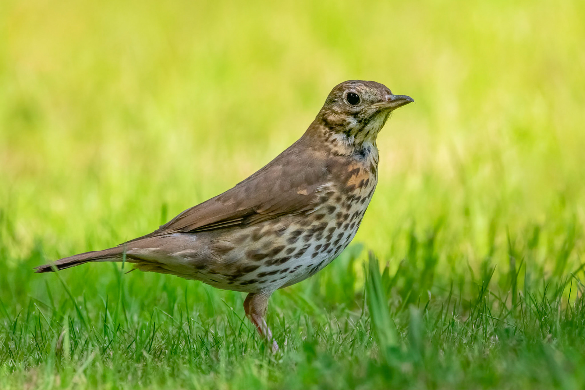 Song Thrush