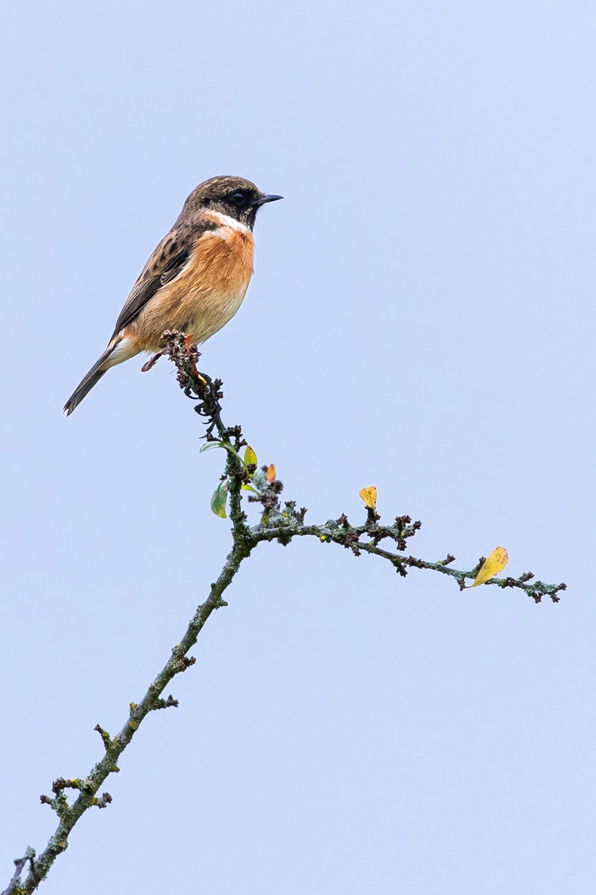 European Stonechat