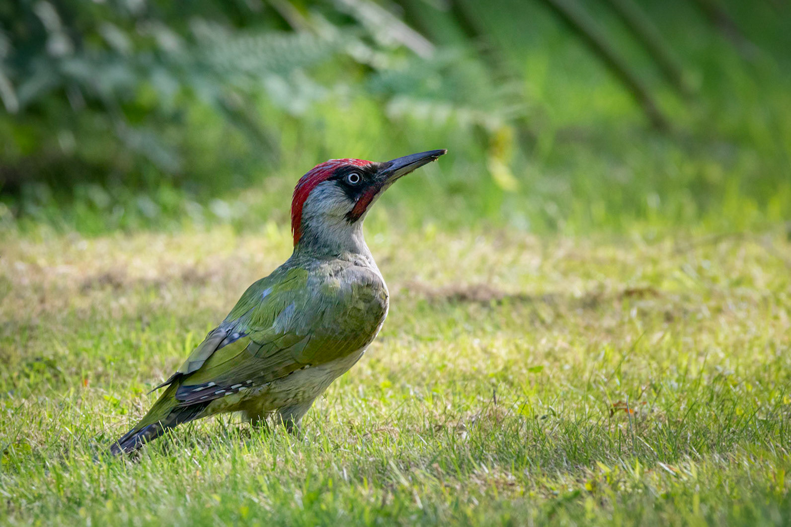 Green Woodpecker