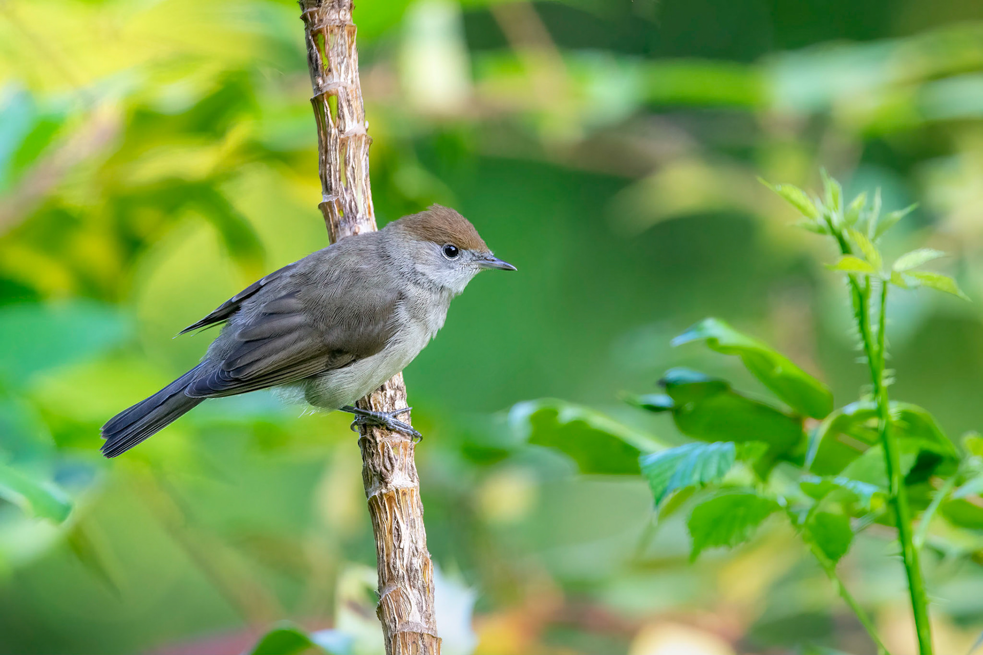 Eurasian Blackcap (female)