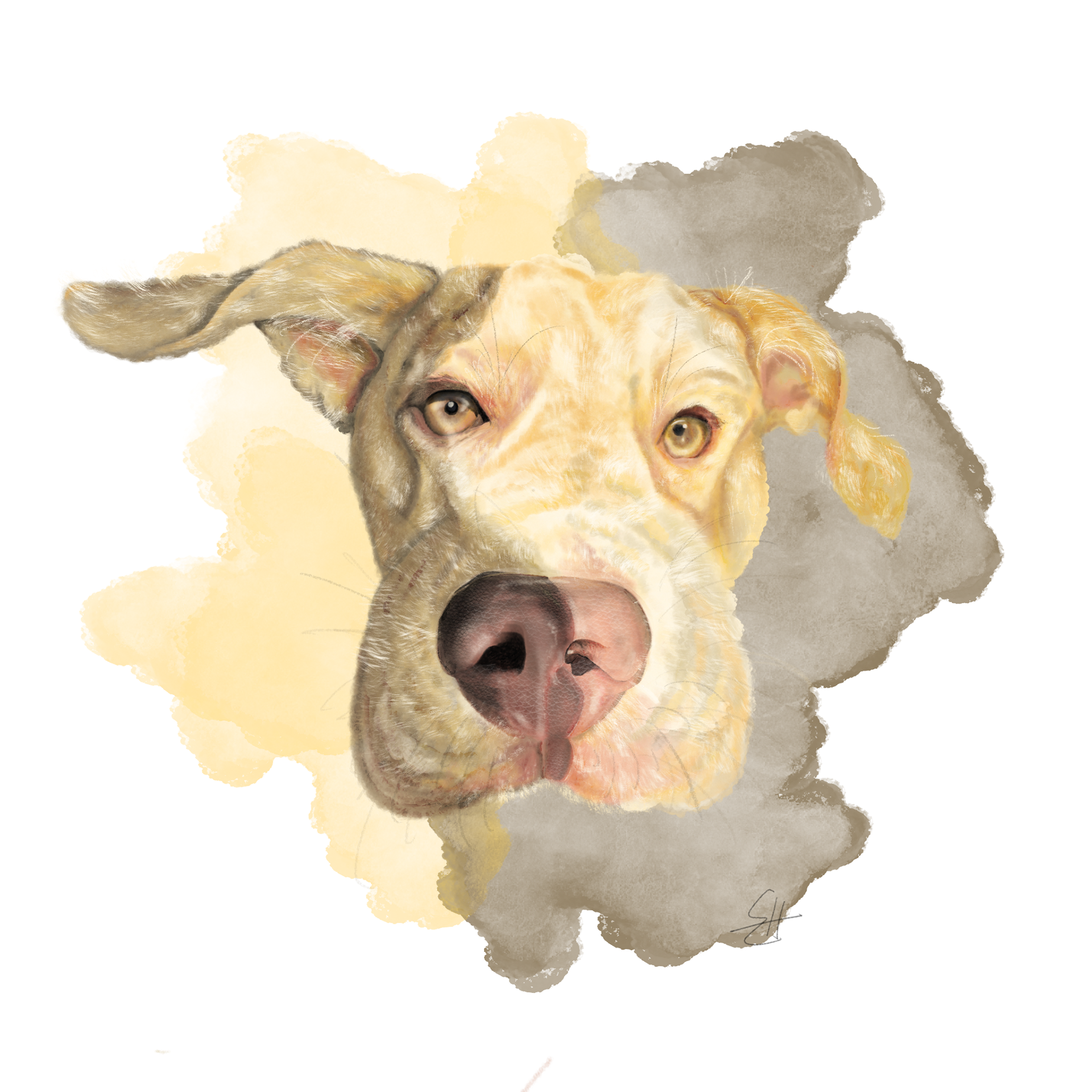 Enzo