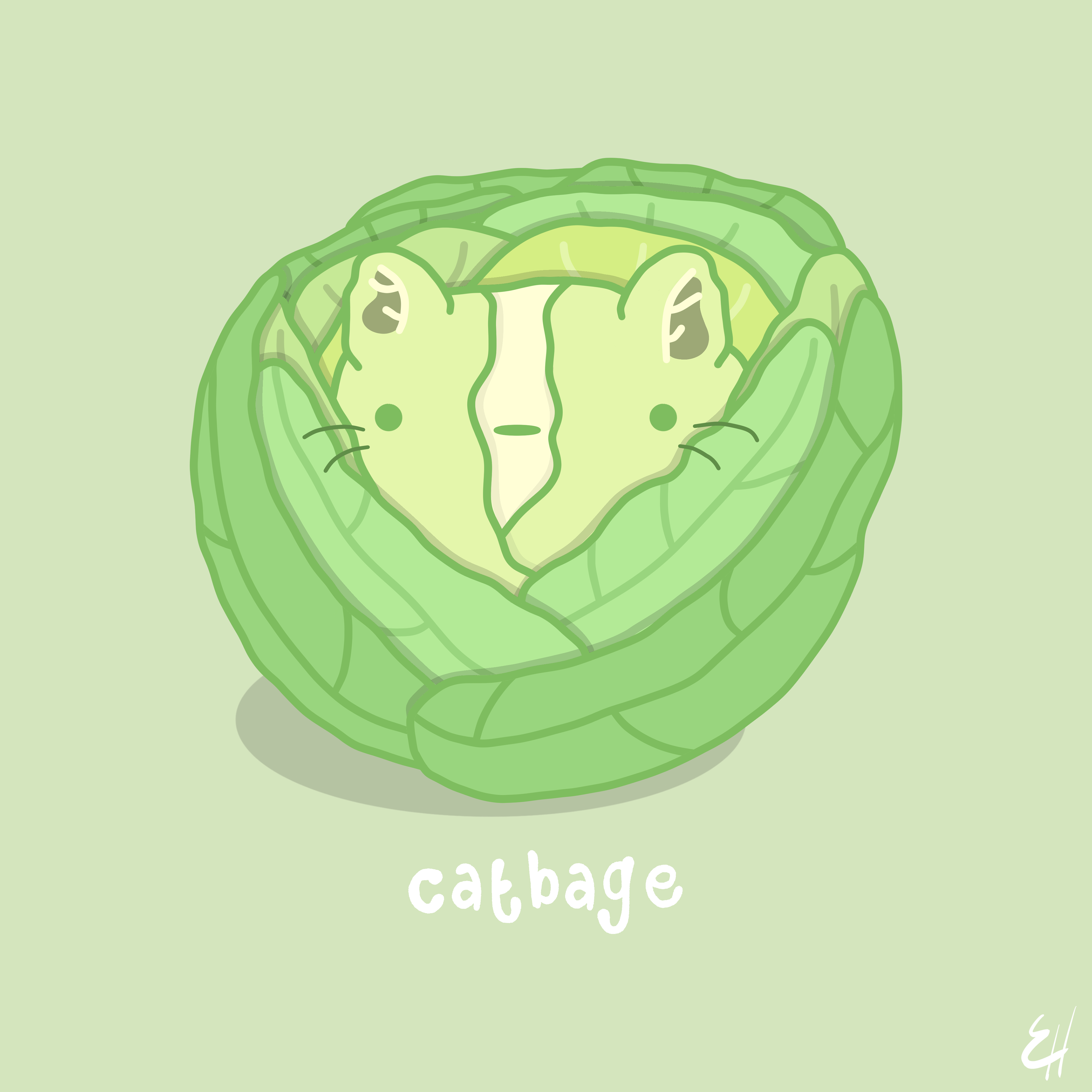 Cabbage