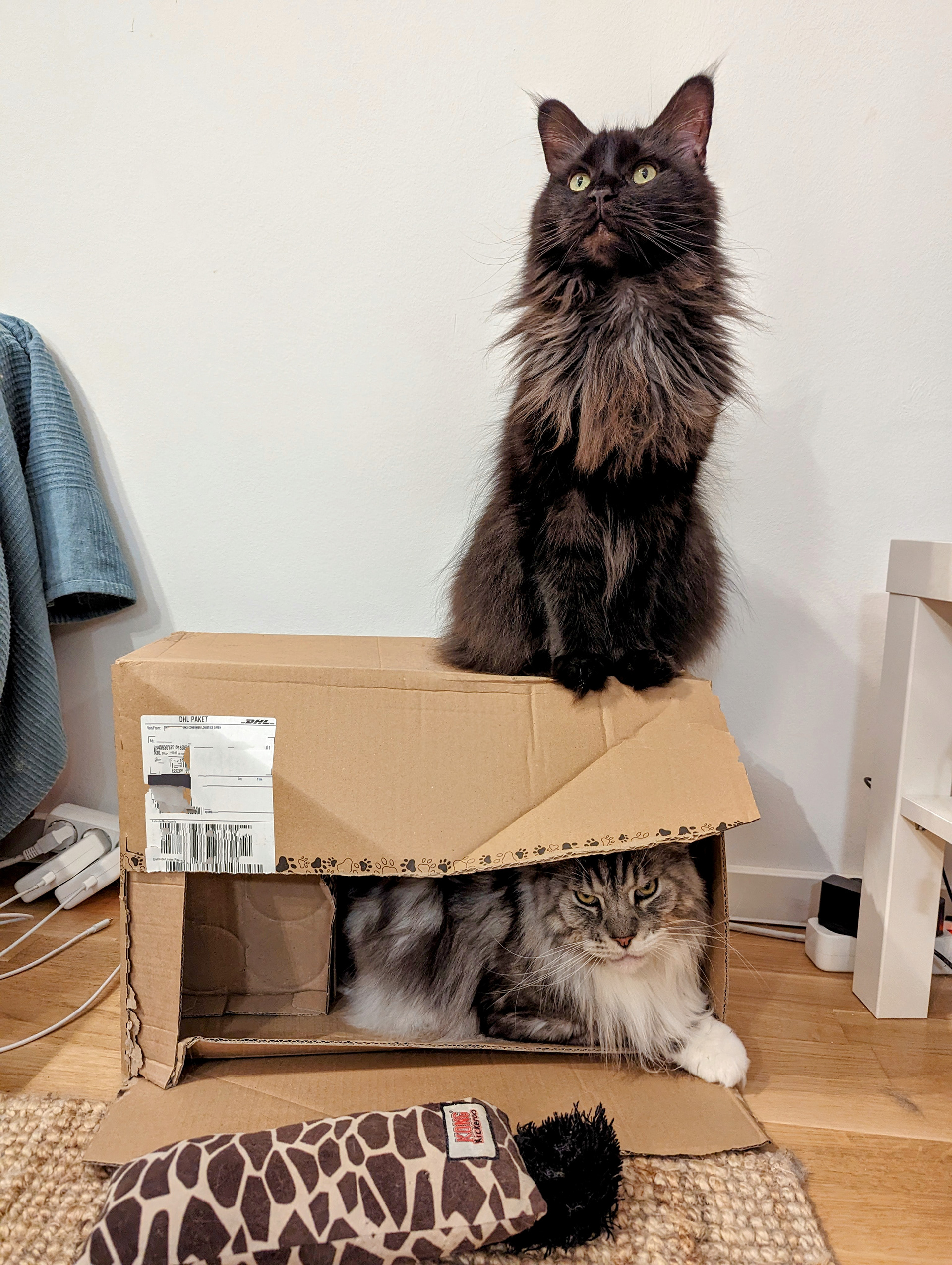 smokey and nala