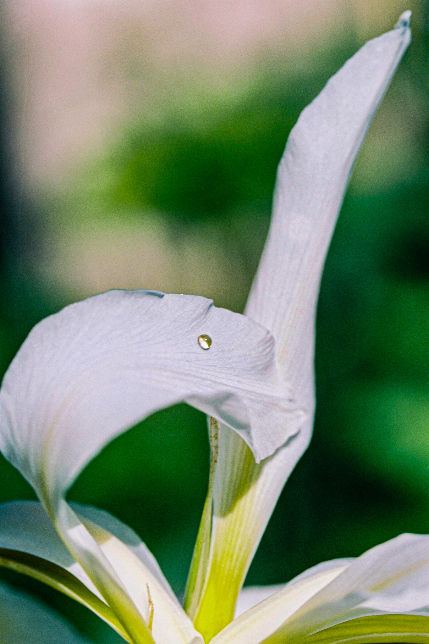 La goutte