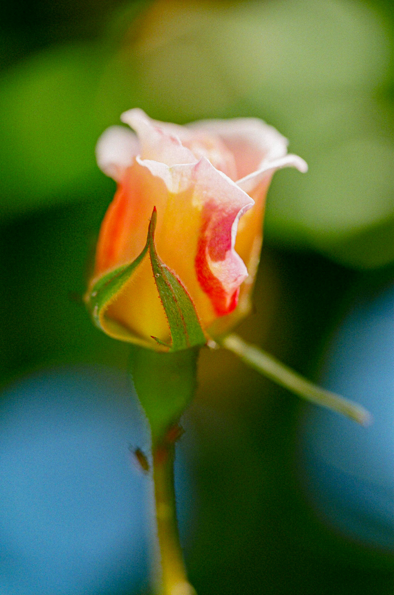Ma rose.