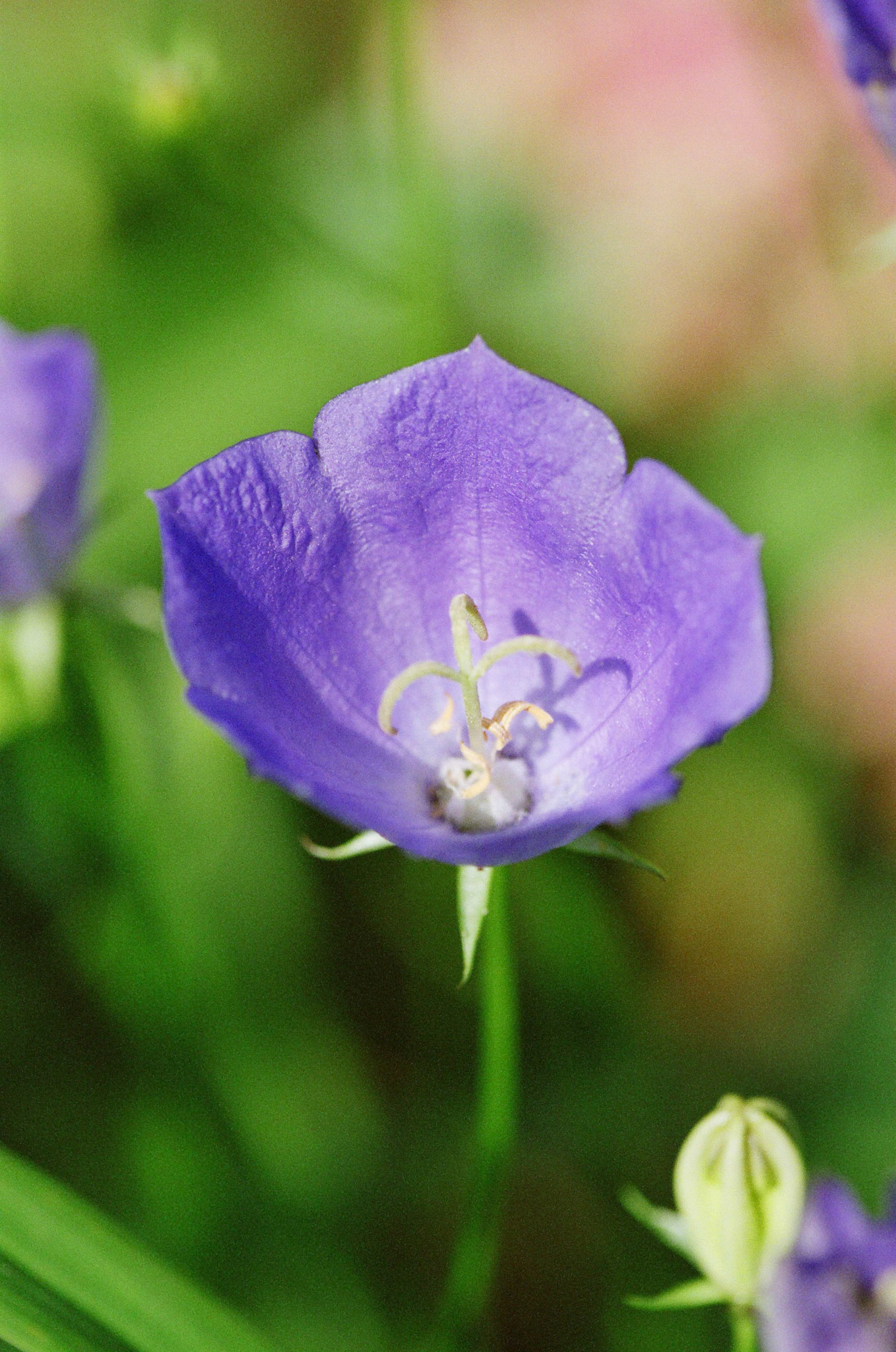 Campanule