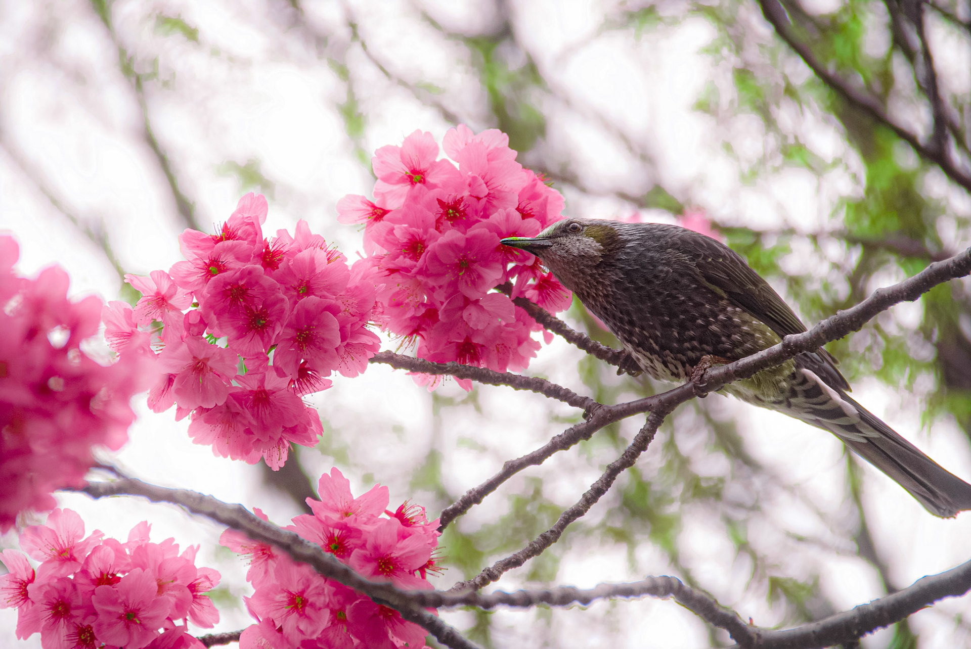 Cherry Blossoms