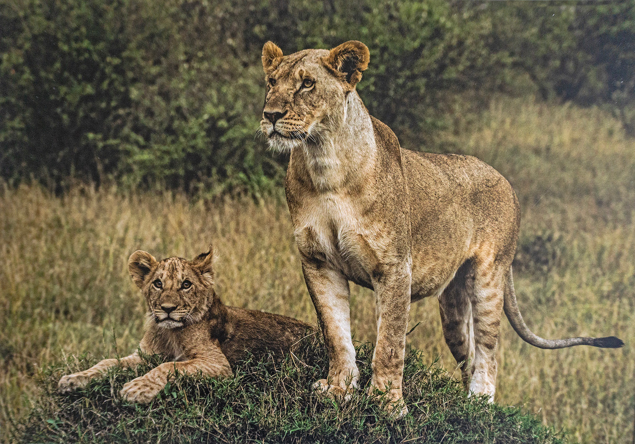 C. Lioness with Cub - John Hartshorne