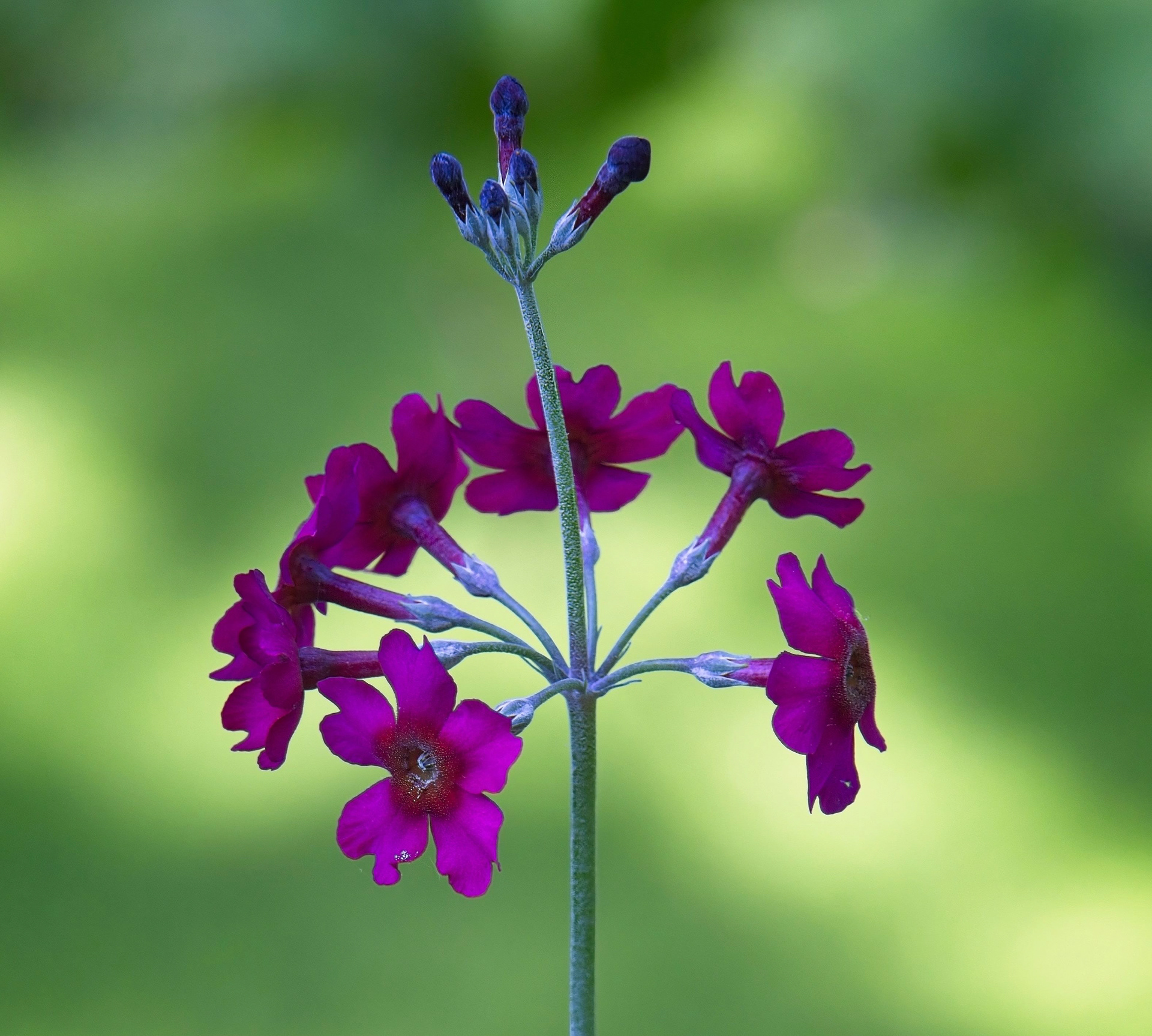2nd. Primula Pulverulenta - Emma Drummond