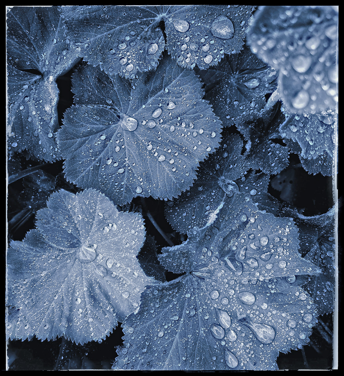 Commended Lady's Mantle by David James