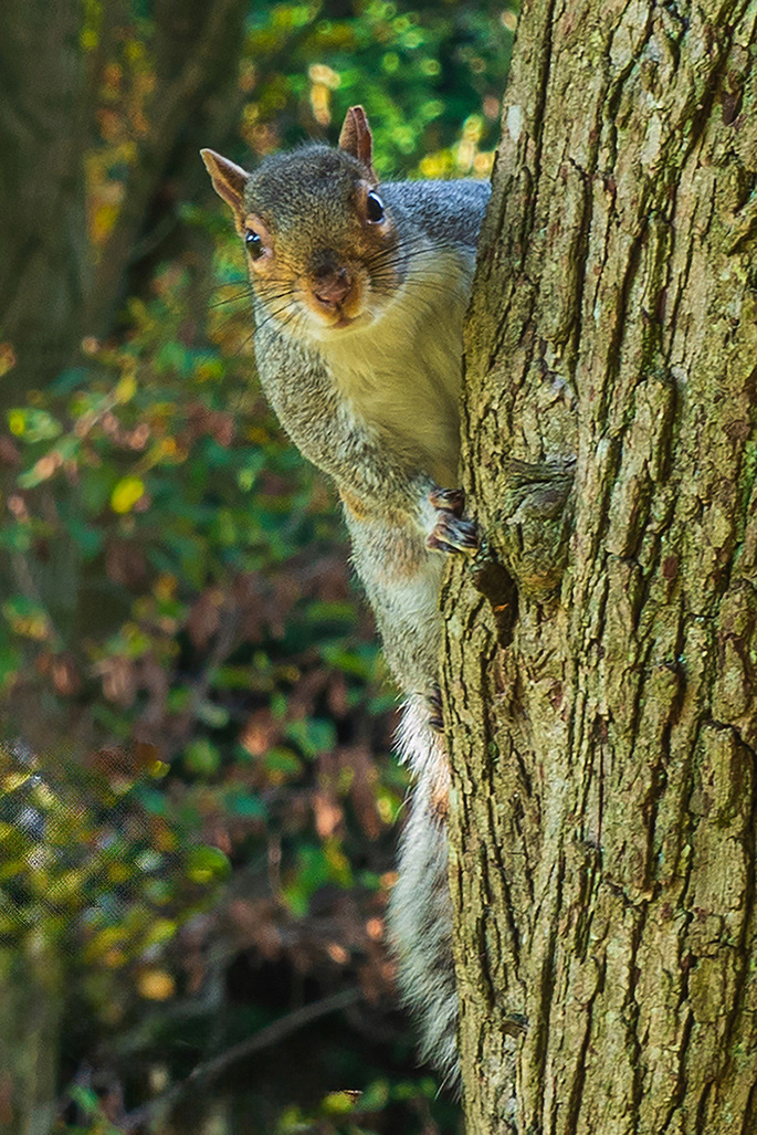 C Peek a boo by Jim Sweetman