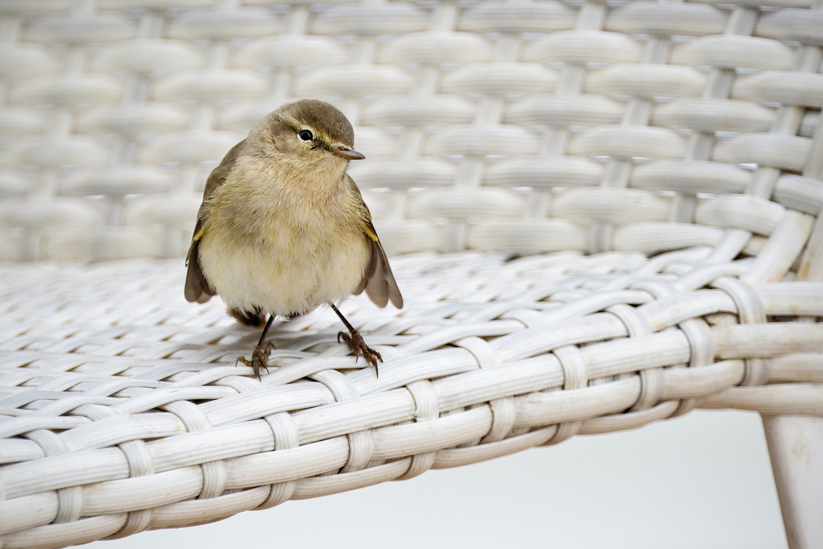 Commended. Migrating Chiffchaff, Bay of Biscay by Mike Purvis