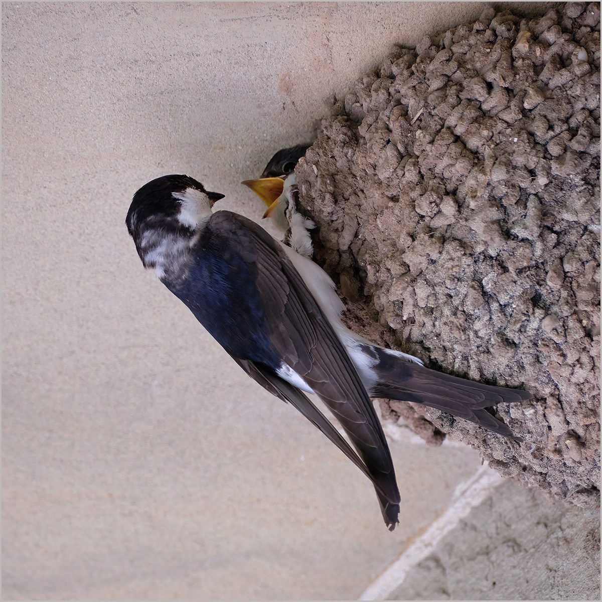 1st House Martin Feeding Chick by Mike Purvis