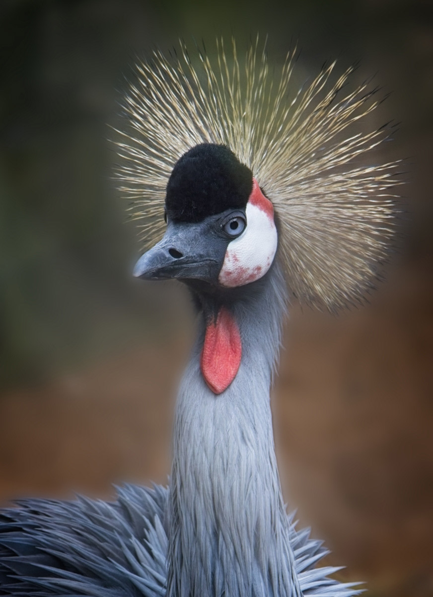 Grey Crowned Crane by Emma Drummond