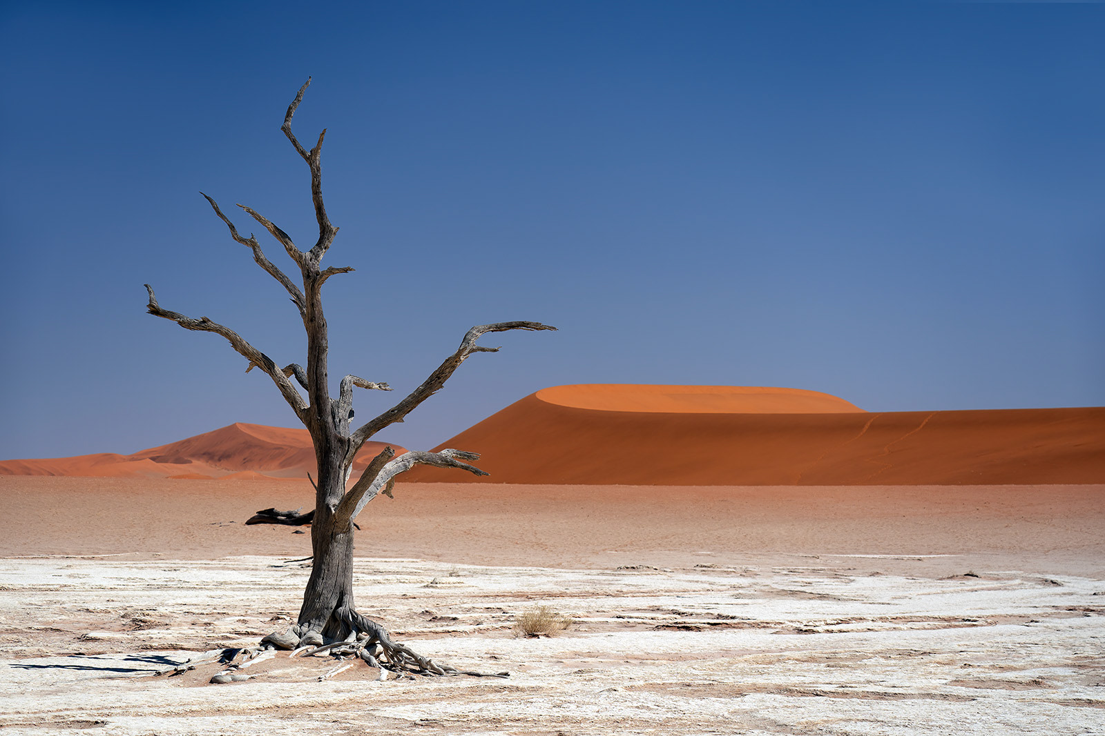 Highly Commended - I Think It Needs Watering by Dave Taylor