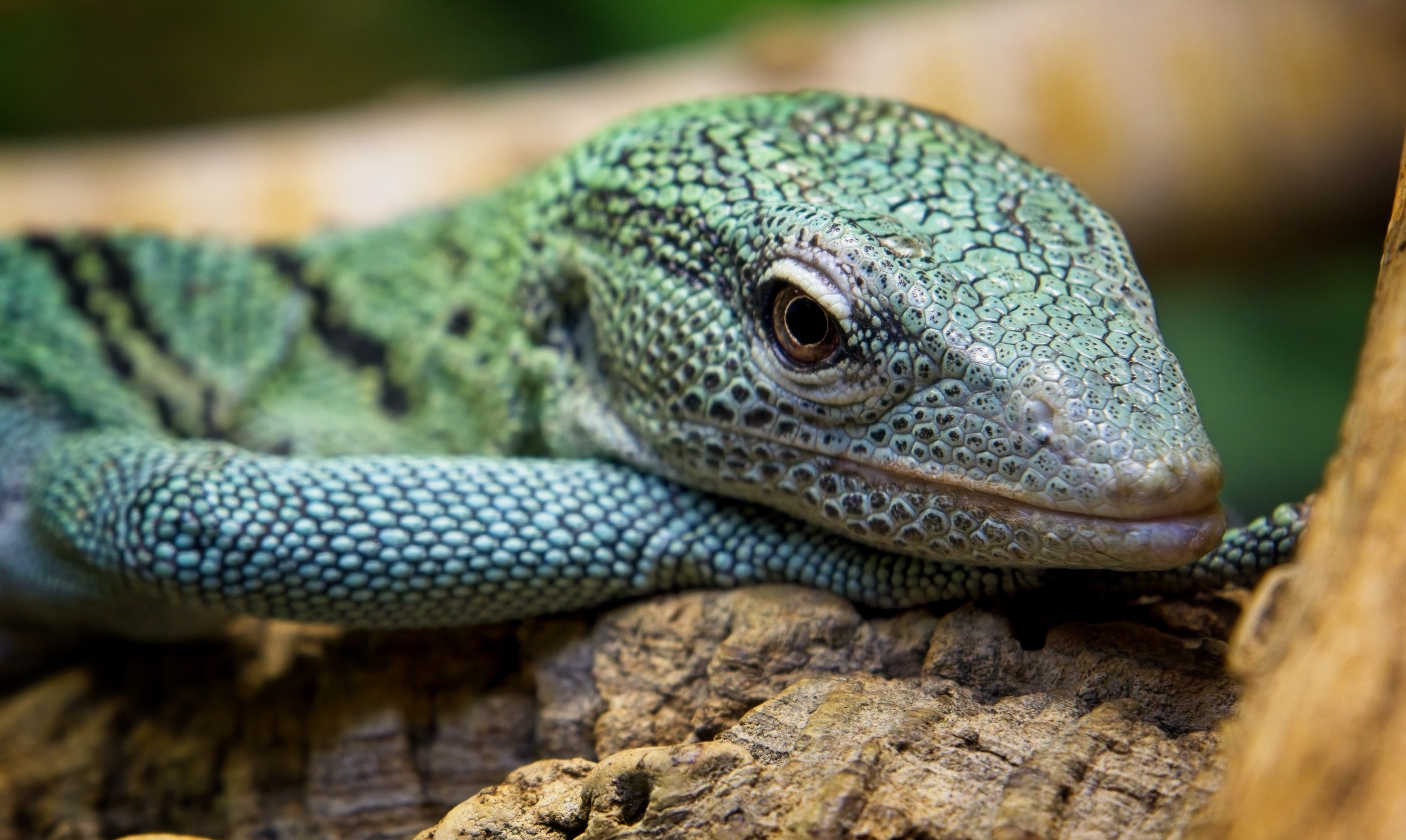 C. Emerald tree monitor by Emma Drummond