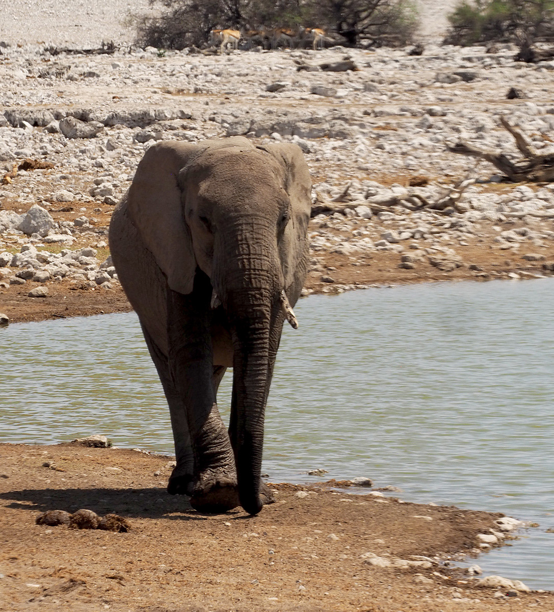C - Elephant At Etoshia by Denise Taylor