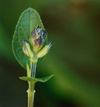 Commended First sign of spring by Cheryl Wood
