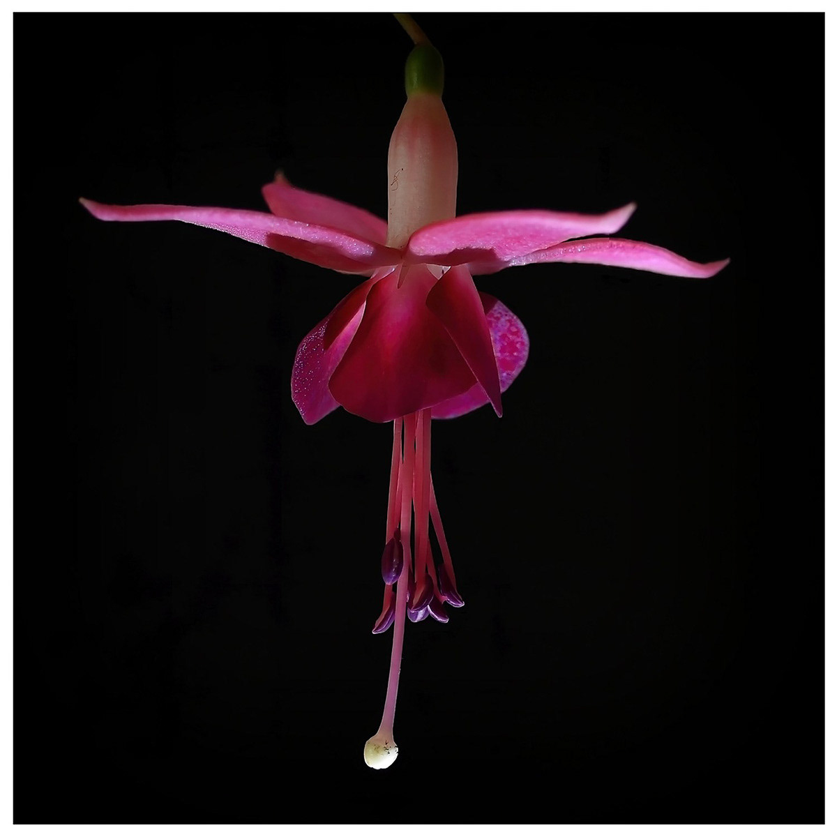 Highly Commended - Fuschia by Eric Thomas