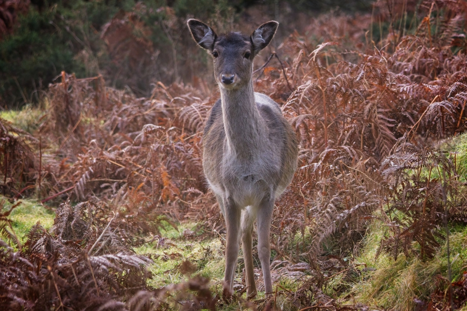 C. Deer by Emma Drummond
