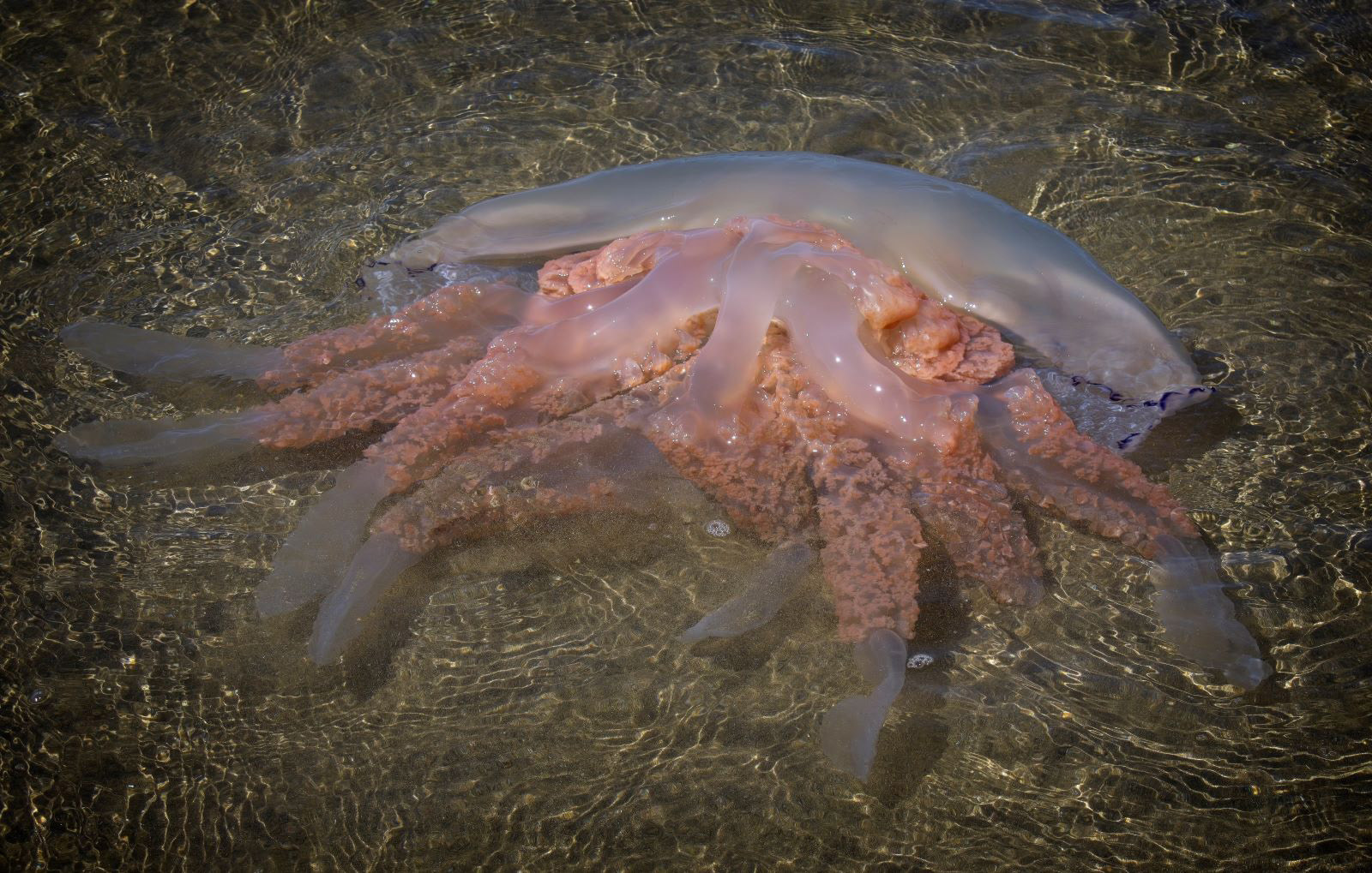 C. Washed Up by Emma Drummond