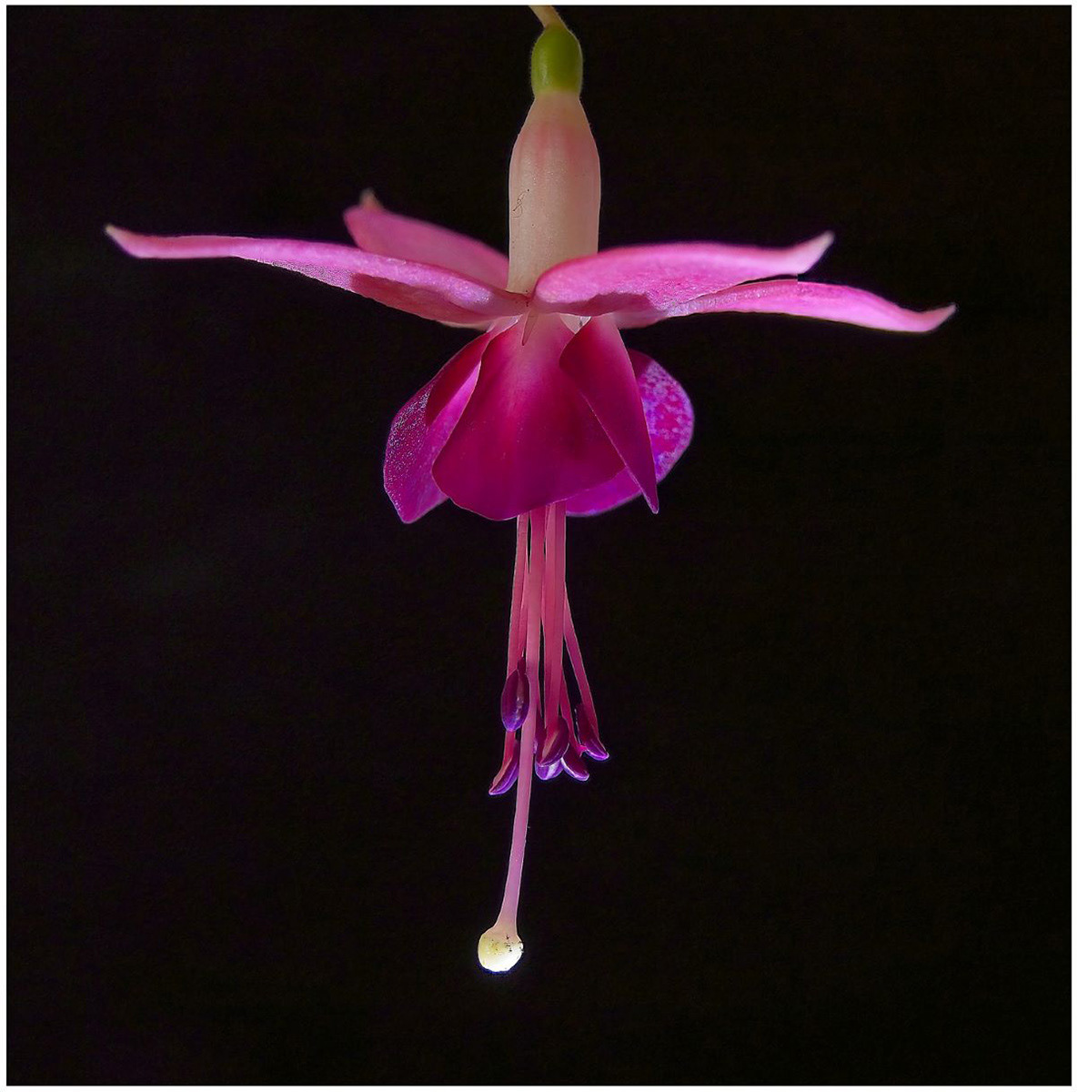 2nd - Fuchsia by Eric Thomas