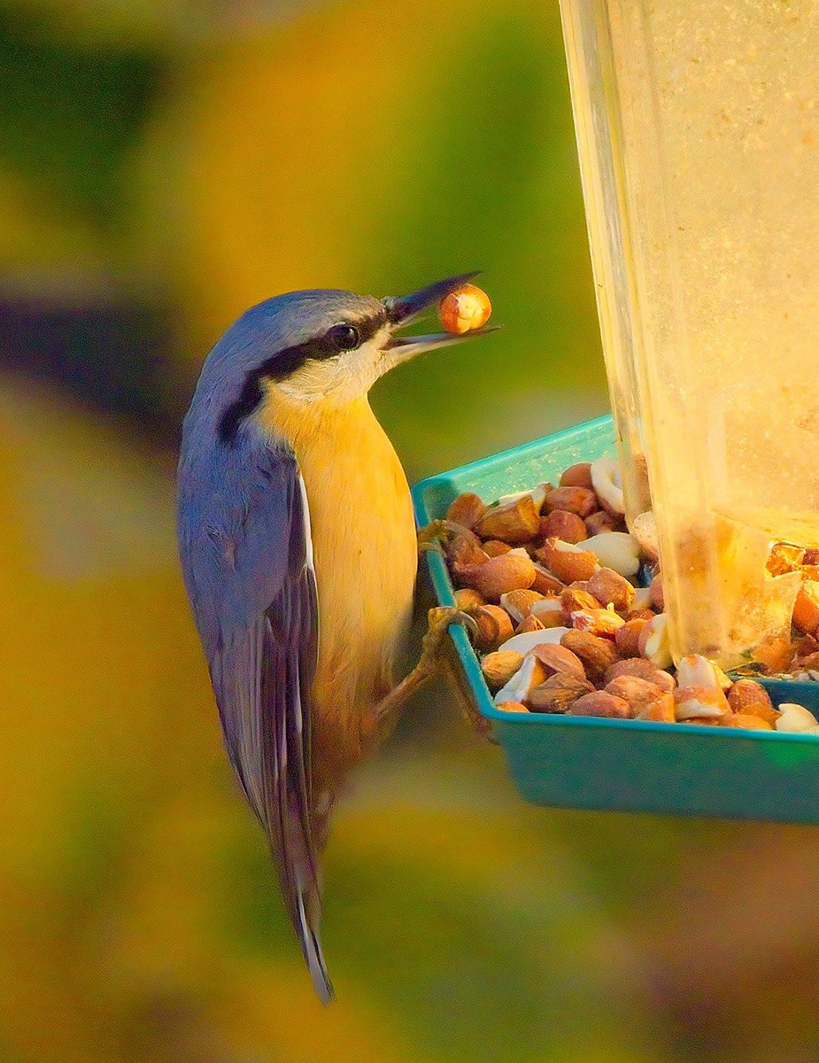 2nd Nut Hatch by Eric Thomas