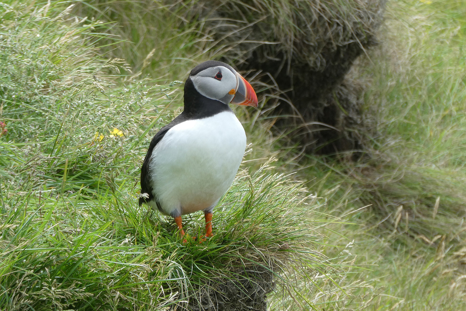 1st Puffin outside burrow, Heimaey Island by Sheila Purvis