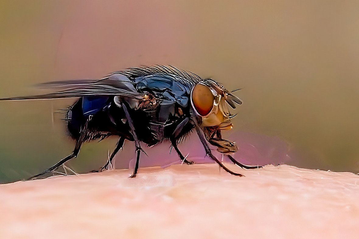 3rd Fly on knee by Eric Thomas