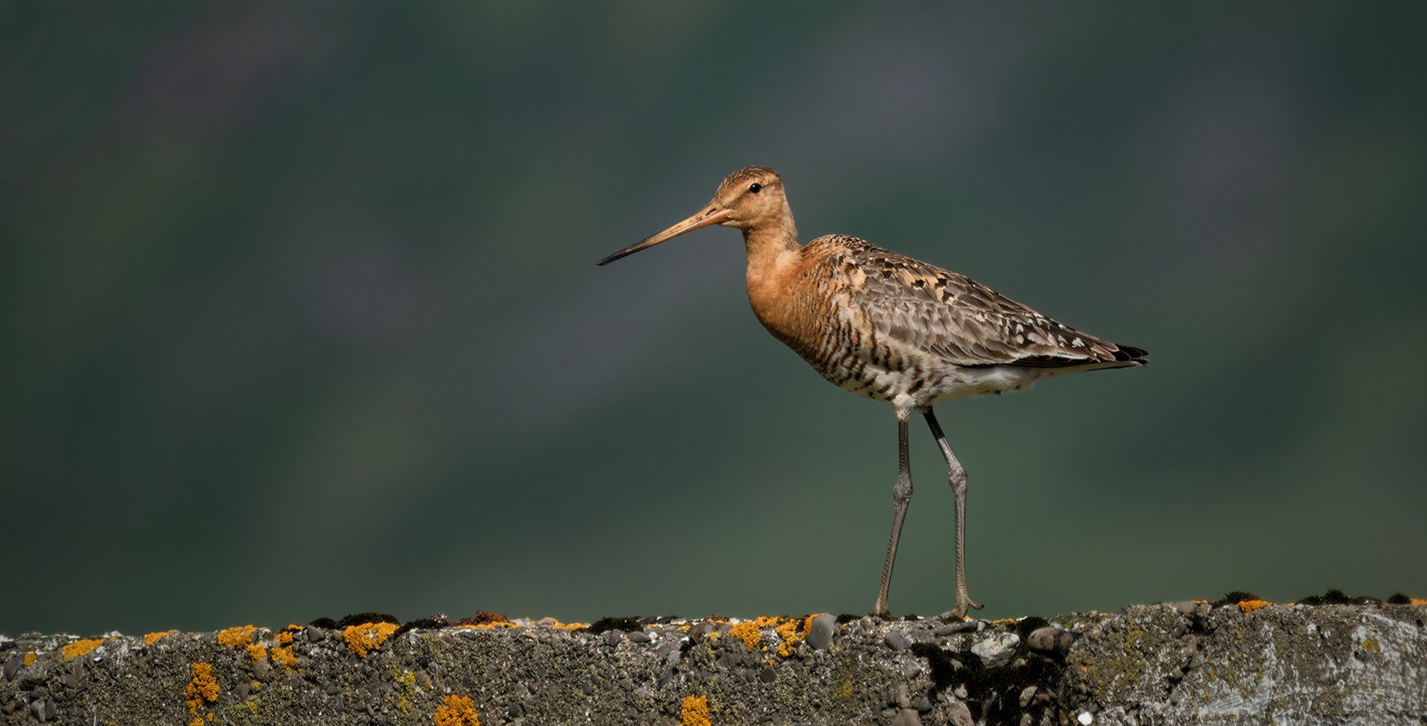 Highly Commended Black tailed Godwit in Icelandic Summer by Mike Purvis
