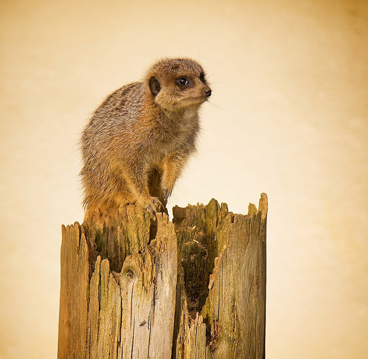 3rd Nosey Meerkat by Emma Drummond