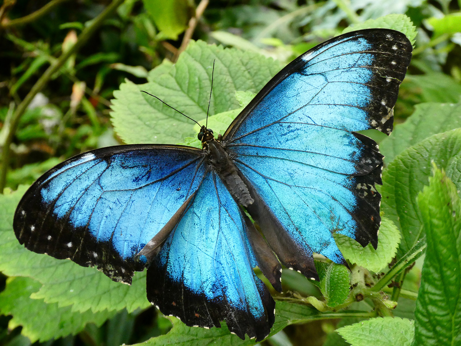HC. Blue Butterfly - Sheila Purvis