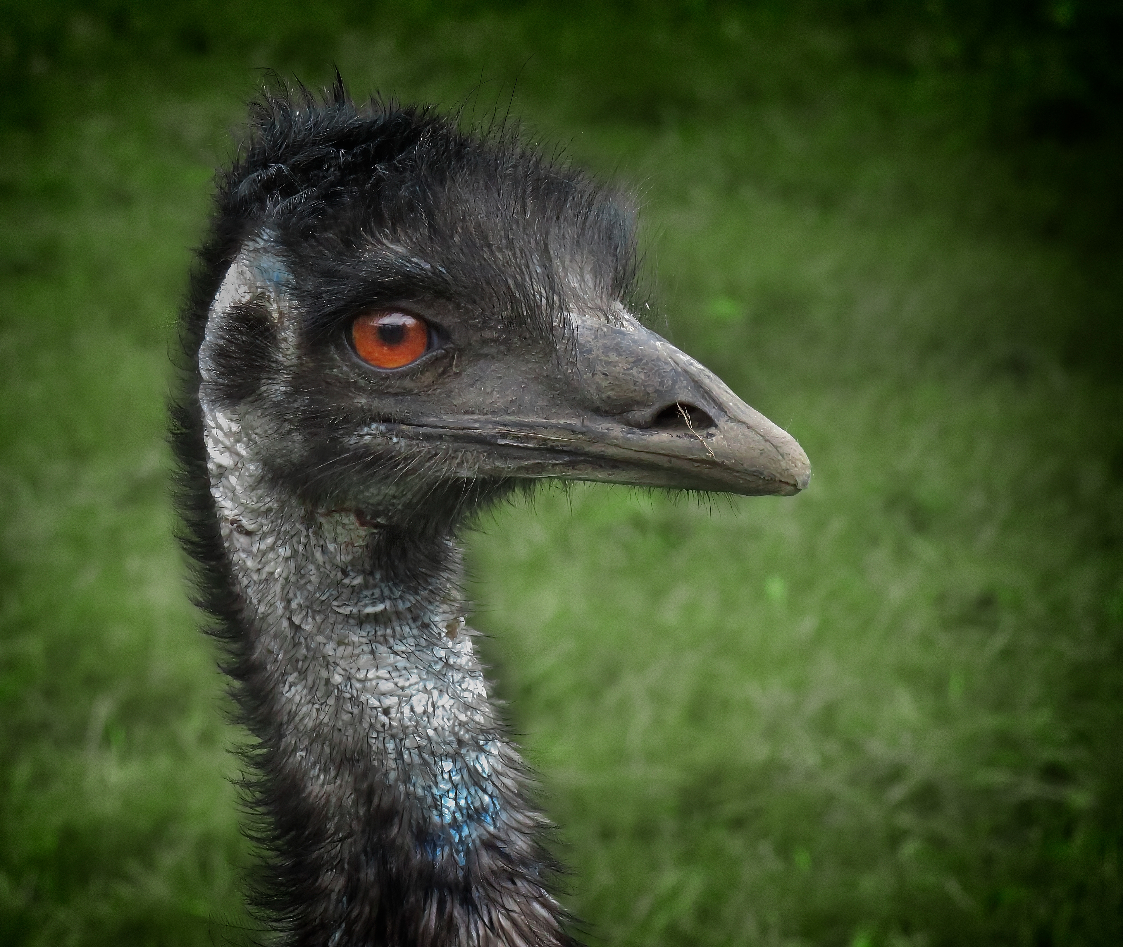 Highly Commended Emu by Emma Drummond