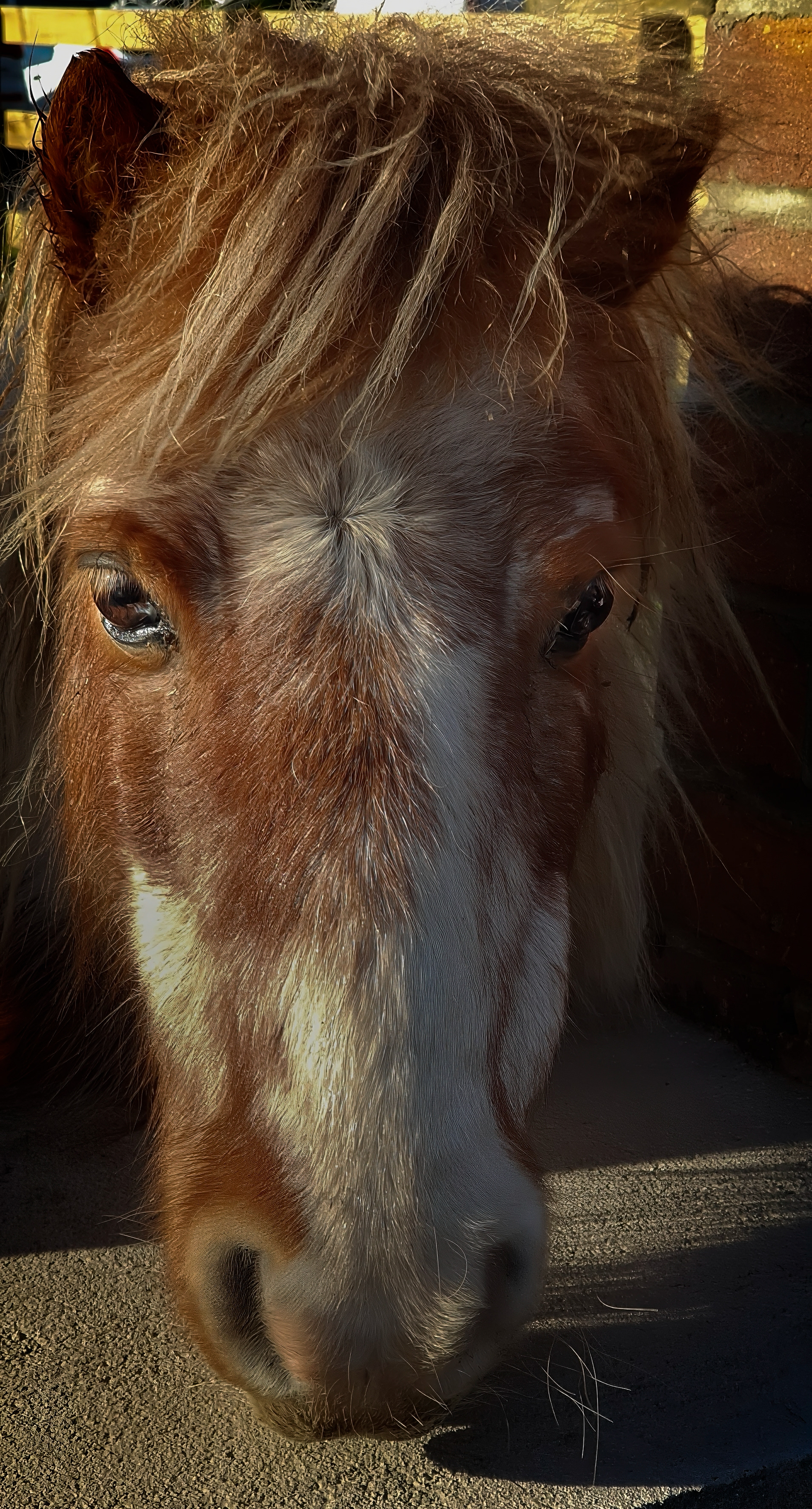 Commended The nags head by Emma Drummond