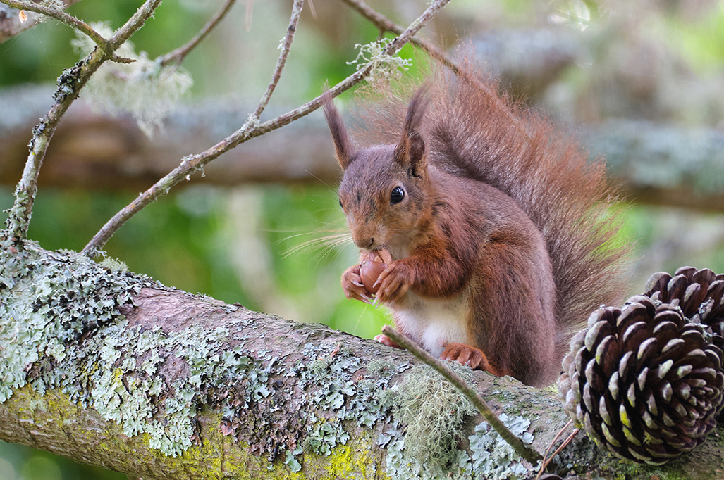 HC. The nut cracker by Mike Purvis