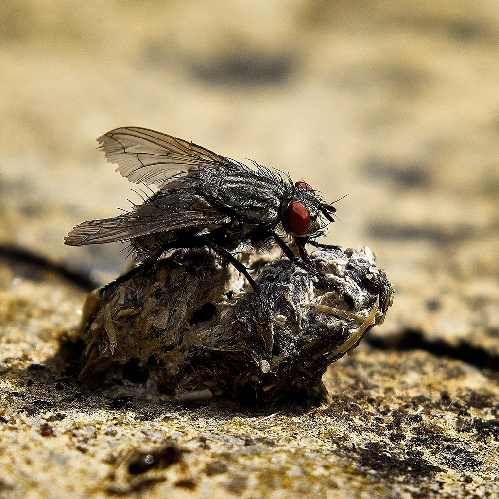 The Fly by Eric Thomas.