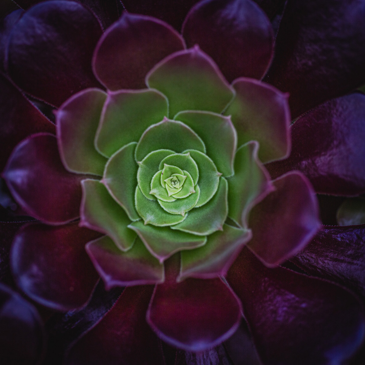 Commended Succulent Cactus by Tom Swallow
