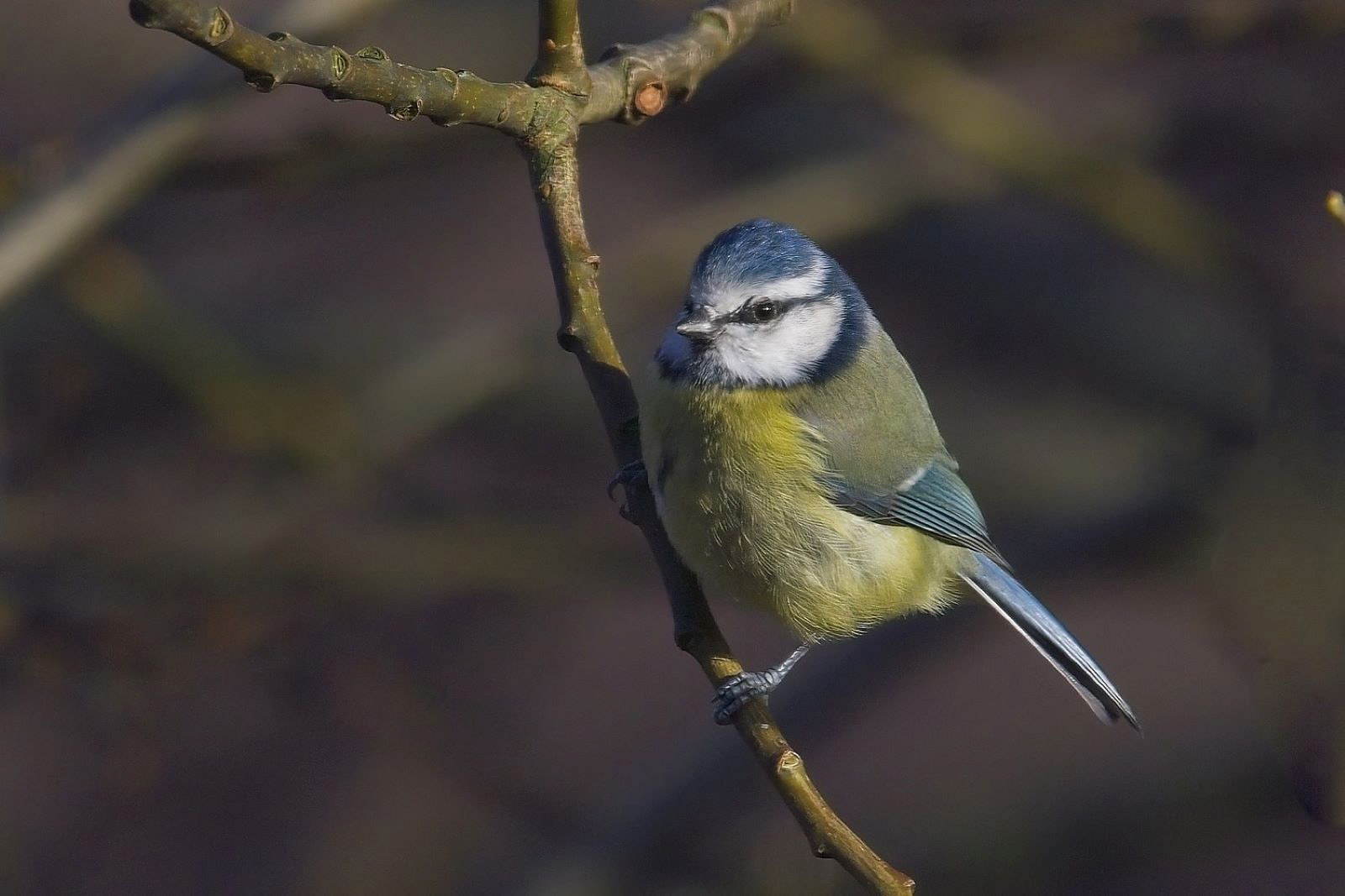 2nd Blue Tit by Eric Thomas