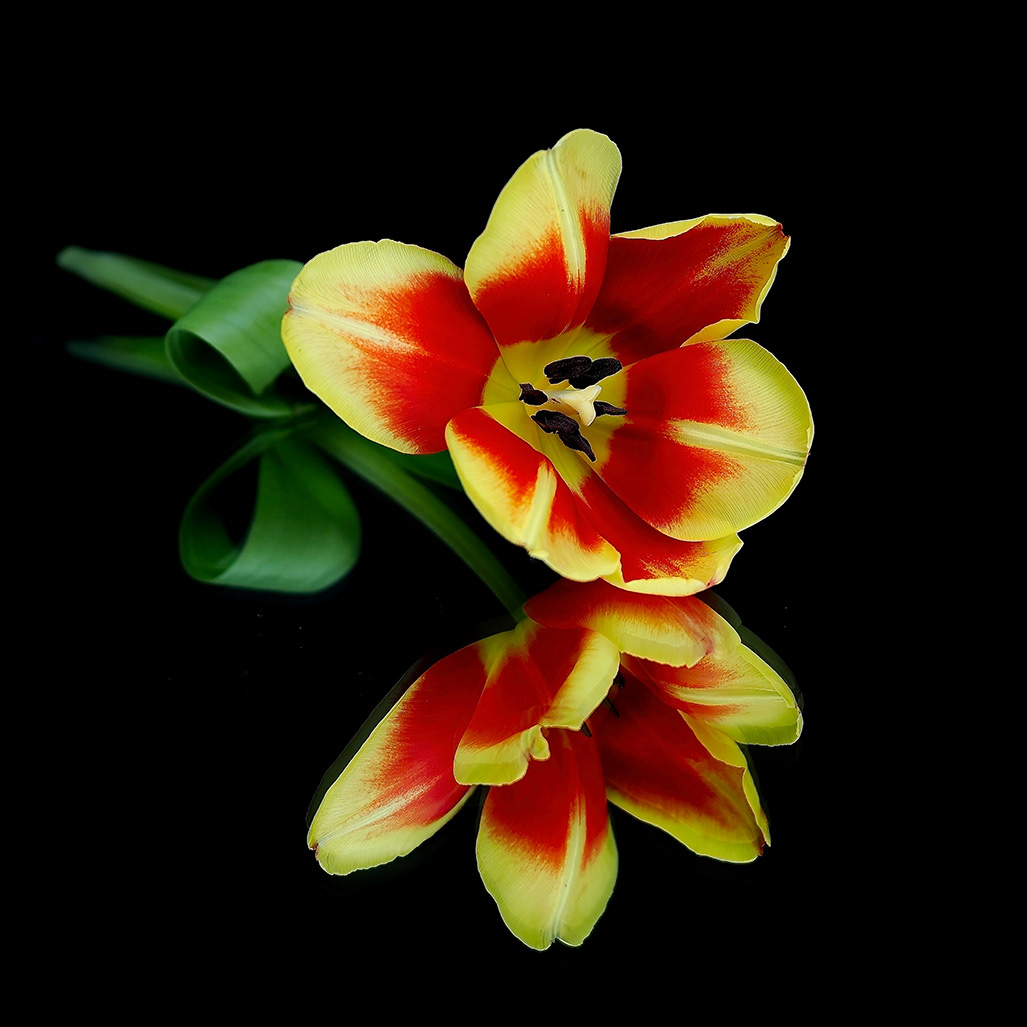 C Reflection of a tulip by Cheryl Wood
