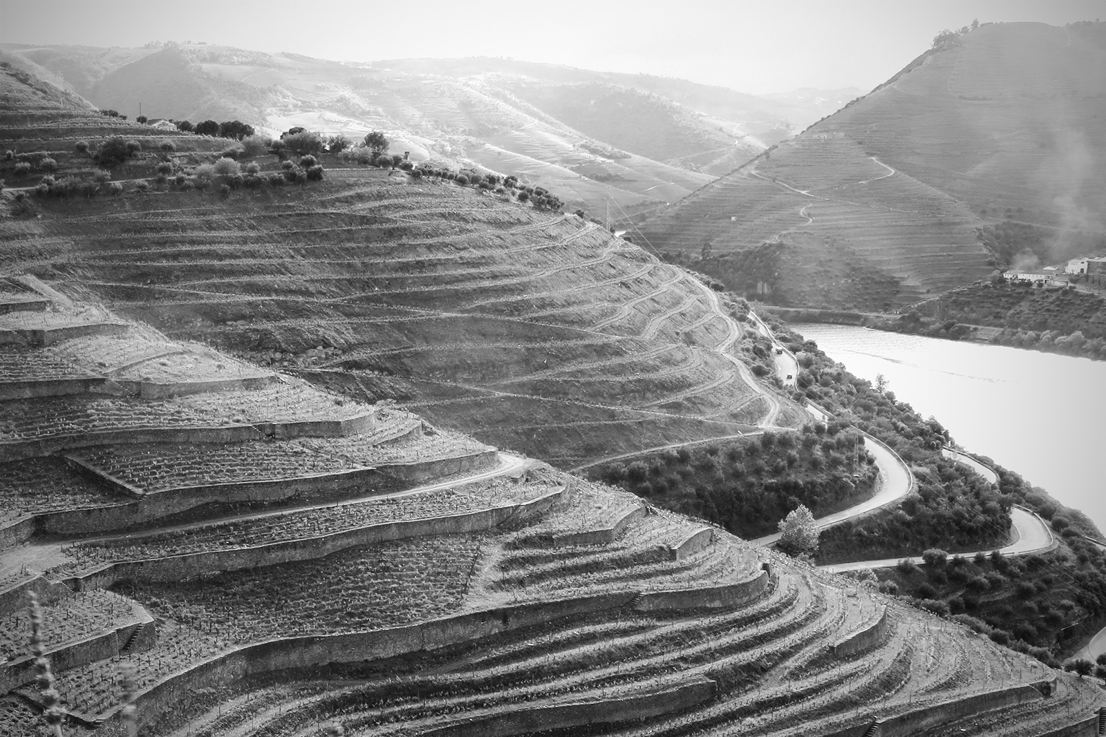 Highly Commended Vineyards in Portugal by Sheila Purvis
