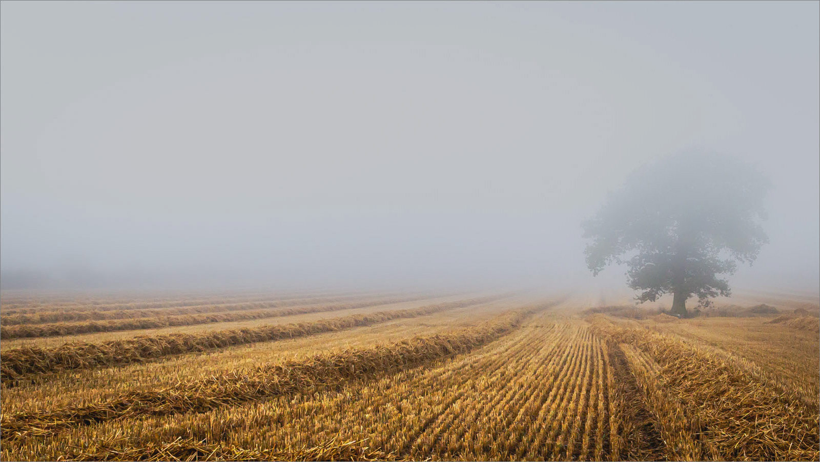 Commended Corn In The Mist by Tom Swallow