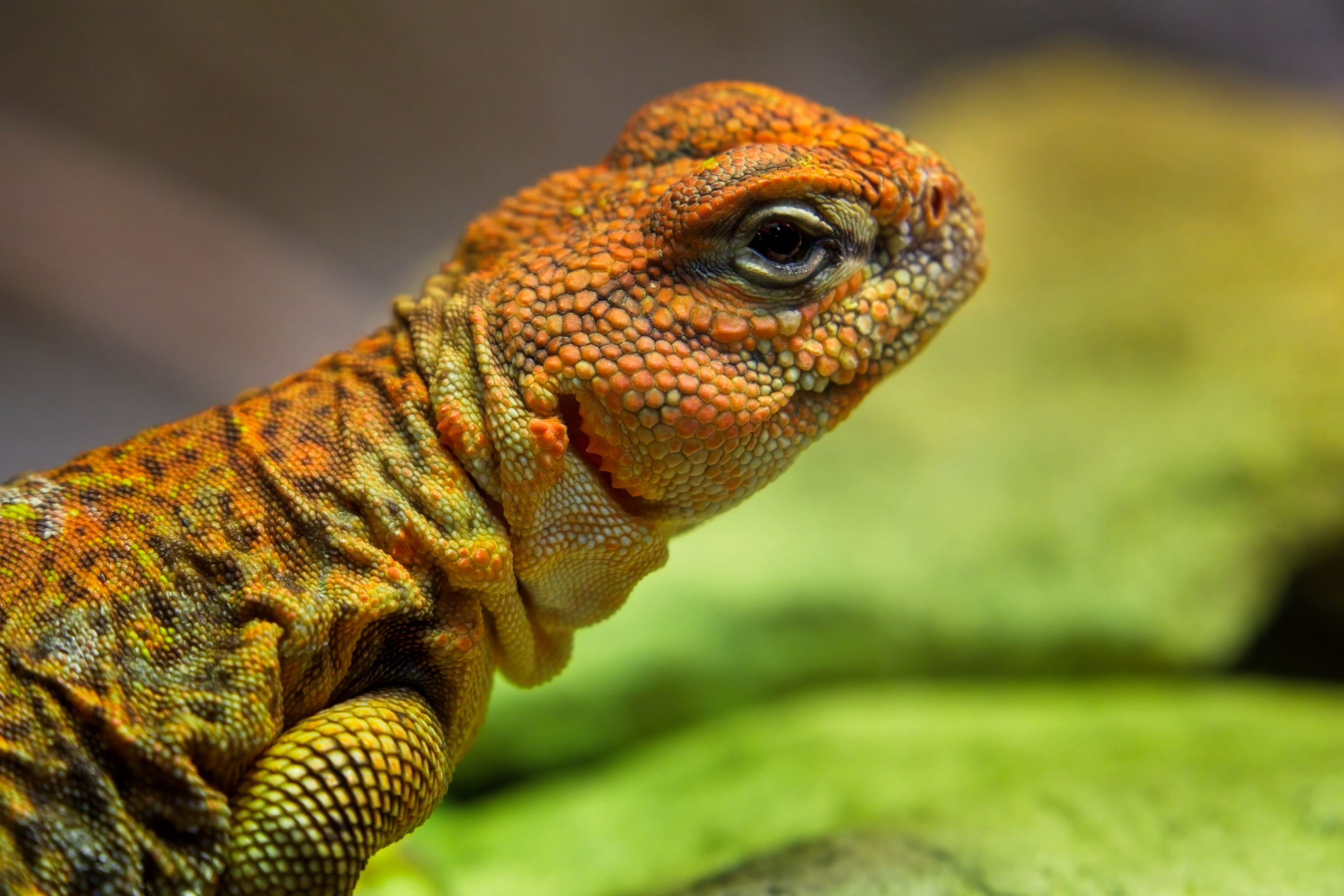 3rd Orange spiny tailed lizard by Emma Drummond