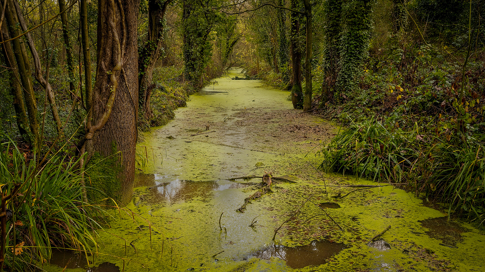 Highly Commended Algae by John McNaughton