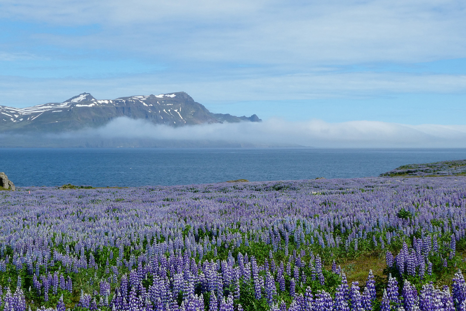 Highly Commended Skalanes nature reserve, Iceland by Sheila Purvis