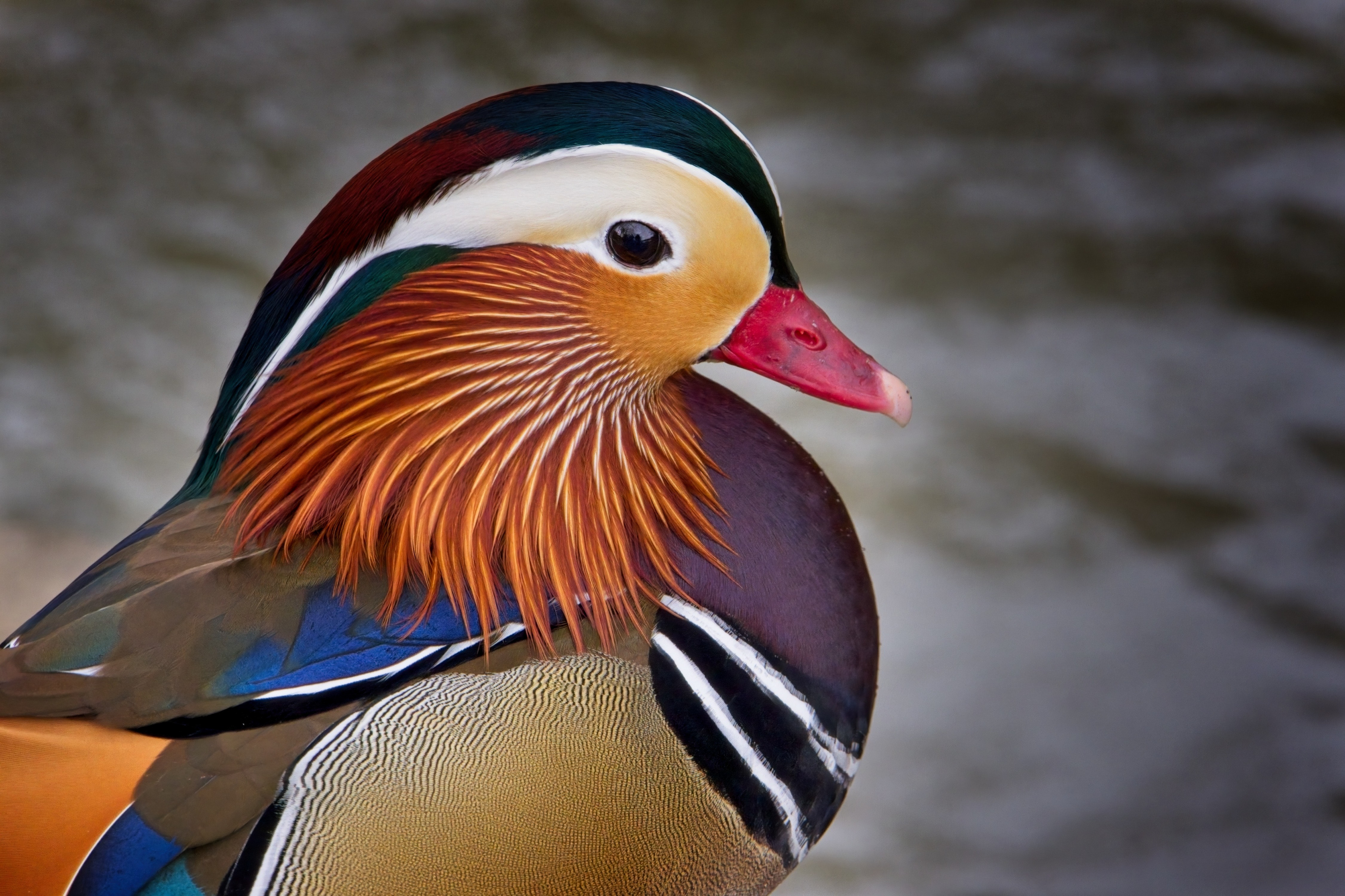 2nd Male mandarin duck by Emma Drummond