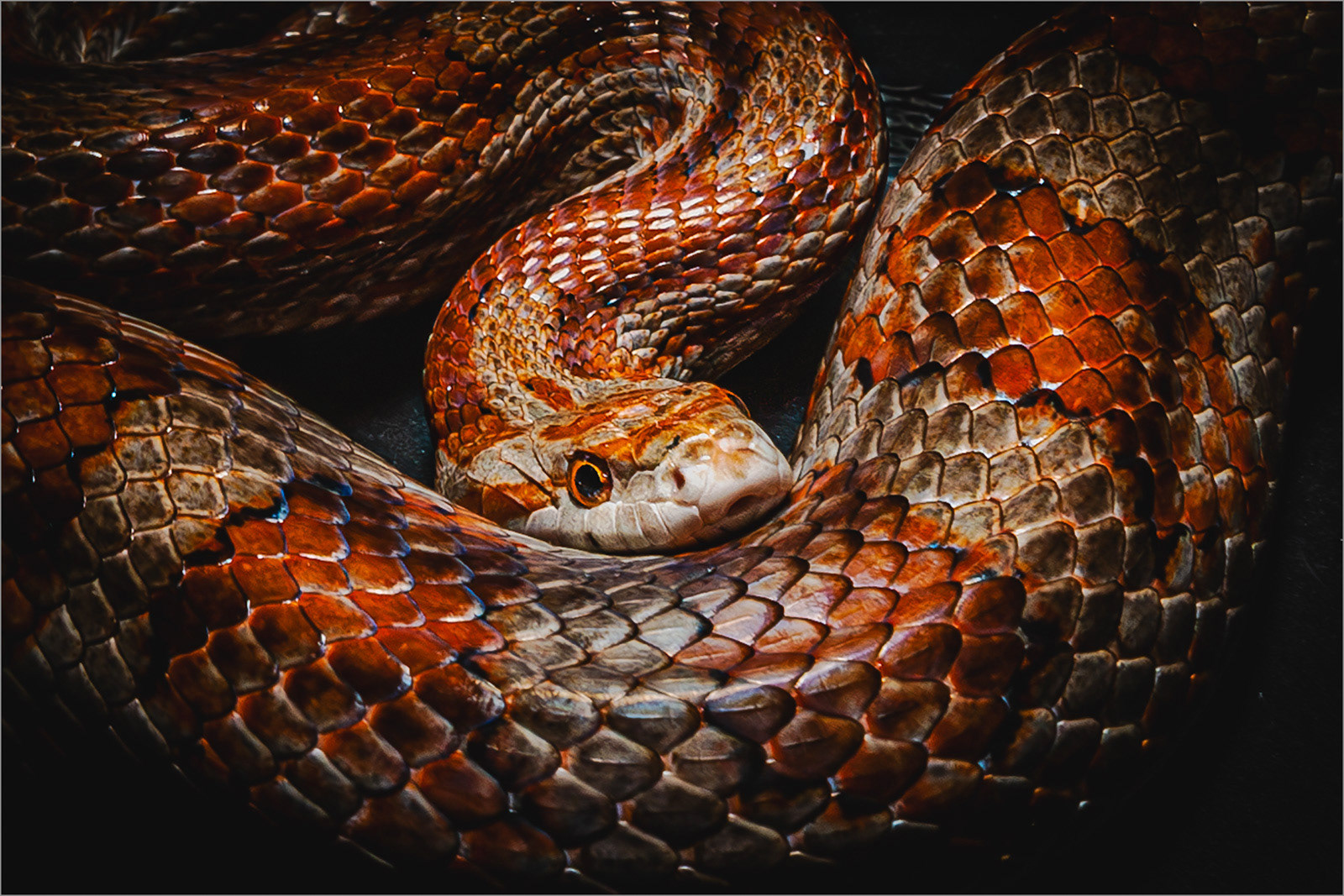 1st Snake by Tom Swallow