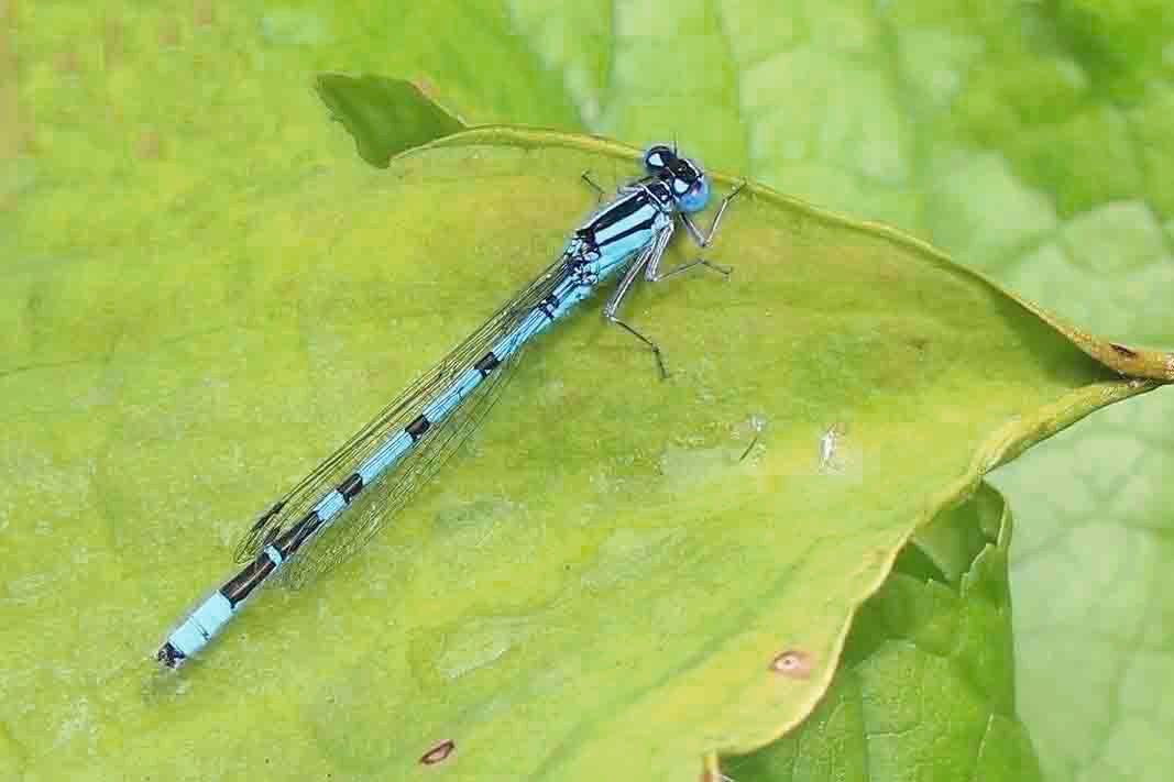 Peaky Blue by Melvyn Ditchburn.